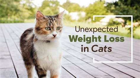 Unexpected Weight Loss in Cats: 7 Causes & Treatment Advice