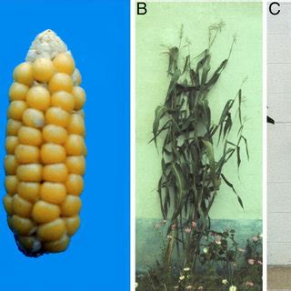 Domestication traits in maize. (A, Left) An example of a Z. mays ssp ...