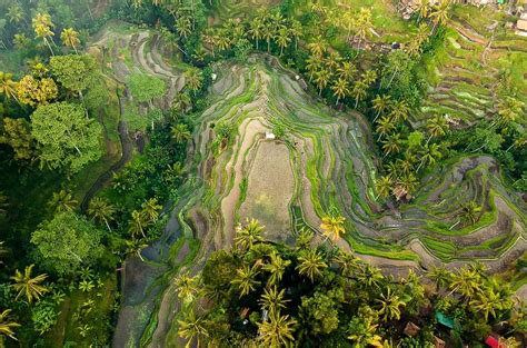 Visiting the Tegallalang rice terrace for sunrise: 17 photos to inspire you | Escapes Etc