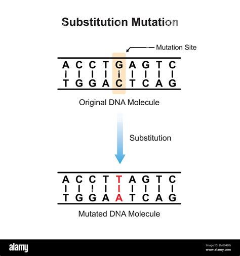 Substitution Mutation Scientific Design. Vector Illustration Stock Vector Image & Art - Alamy