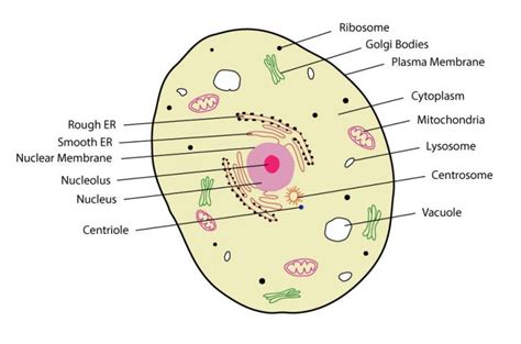 Simple Eukaryotic Cells