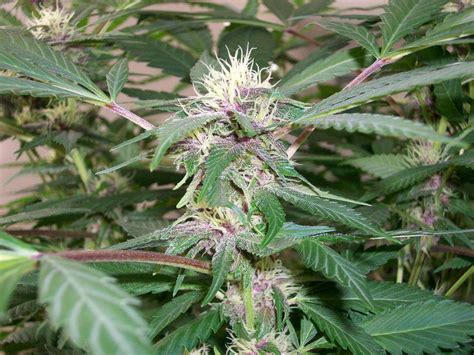 Black cherry soda growers? - Marijuana Strains and Breeding - International Cannagraphic ...