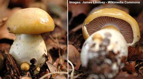 22 Types of Yellow Mushrooms (with Pictures): Identification Guide