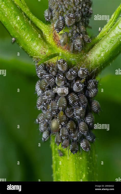 Aphids curled foliage, close up Leaf curled on cherry tree, Prunus sp ...