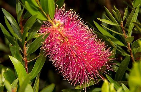 Arbusto De Jardin Flores Rojas