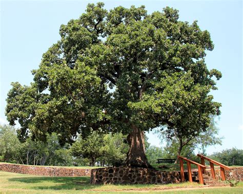 Post Oak, a Top 100 Common Tree in North America