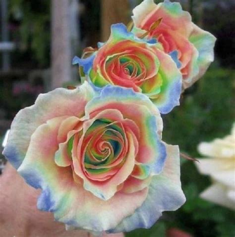 100 Rainbow Rose Seeds Flower Perennial Flowers Seed Bloom | eBay