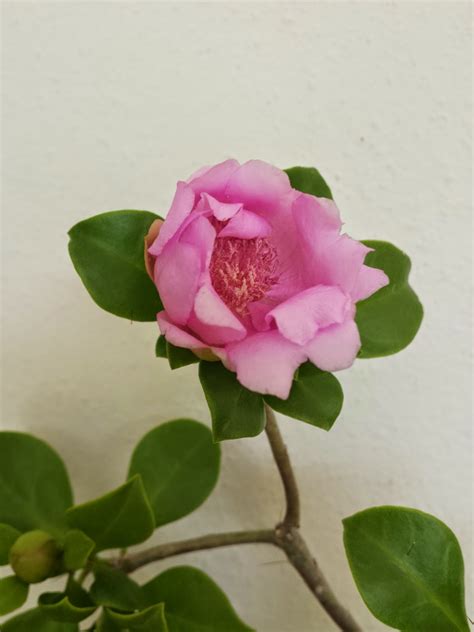 Rosa de Bayahibe, nuestra Flor Nacional - Folklore dominicano