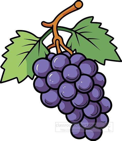 Fruit Clipart-purple grapes on stem clip art