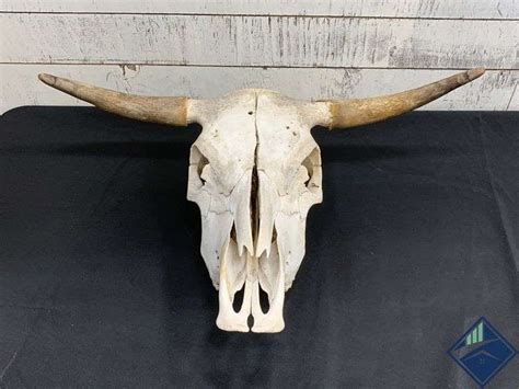 Authentic Bull Skull with Horns - Estate Details