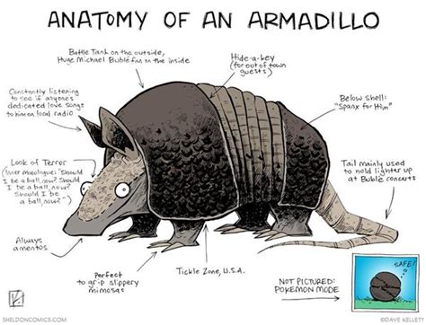 Armadillo Diagram