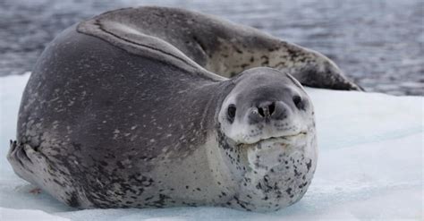 10 Incredible Leopard Seal Facts - AZ Animals
