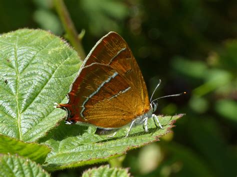 Brown Hairstreak, Alners Gorse | Dorset Butterflies