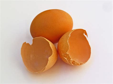 Egg Shell Membrane – NutraWiki