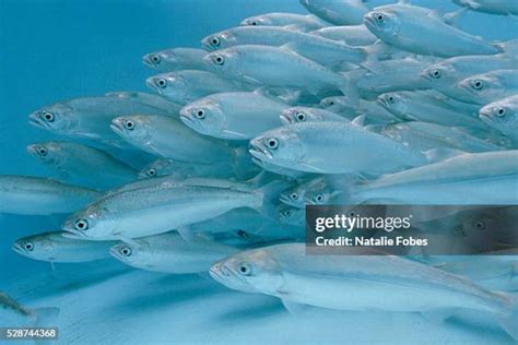 Salmon Snake River Photos and Premium High Res Pictures - Getty Images