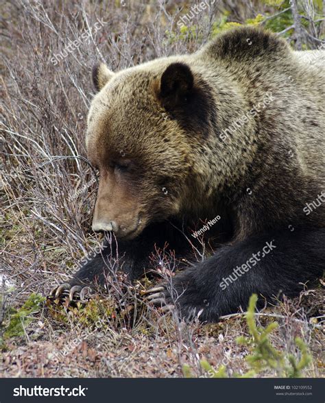 Grizzly Bear Close Up Stock Photo 102109552 : Shutterstock