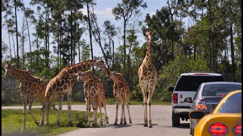 wild wilderness drive-through safari events - Ladawn Diehl