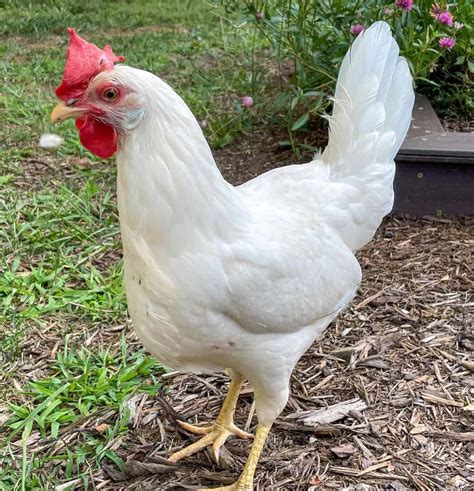 Top 8 Free-Range Chicken Breeds (with Pictures)