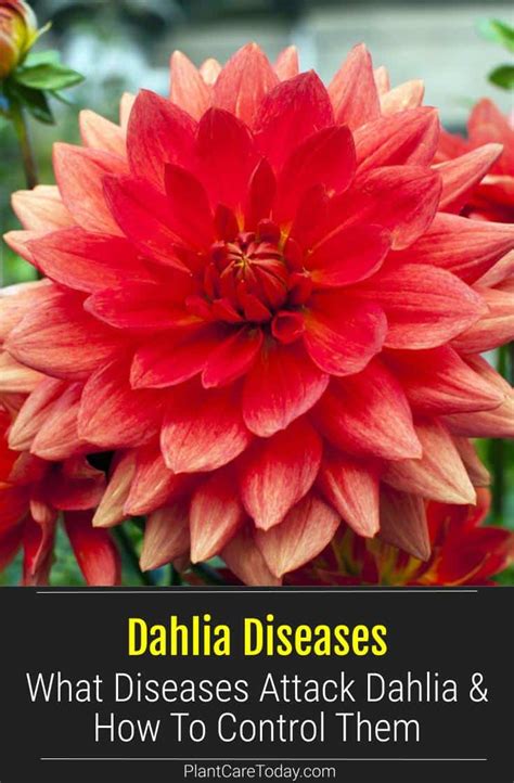 What Diseases Attack Dahlia Plants And How To Control Them