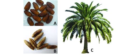 Dates fruit (A), Date palm seeds (B), and Date palm tree. | Download Scientific Diagram