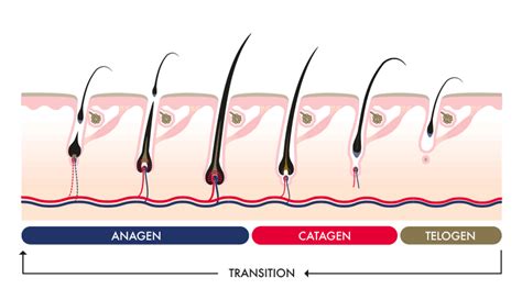 Anagen-catagen-telogen-growth-phase-how-it-works-hair-cycle | Msm hair growth, Hair growth ...