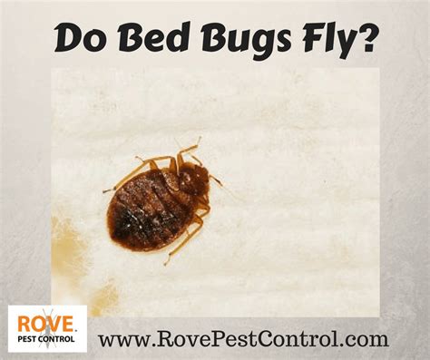 Do bed bugs fly? - Rove Pest Control