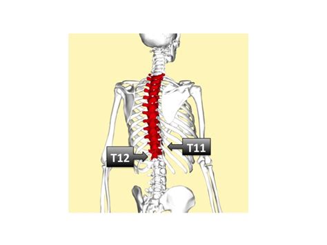 Your T11 & T12 Vertebrae | Clearview Chiropractic