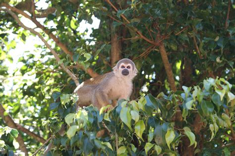 Gambar : pohon, cabang, burung, bunga, hewan, imut, margasatwa, dedaunan, kebun binatang, rimba ...