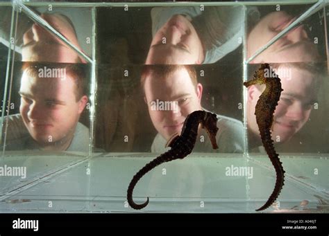 A boy with Downs Syndrome on an outing to an aquarium enjoying the seahorses Stock Photo - Alamy