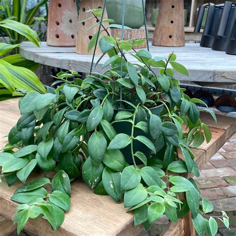 Lipstick Plant Hanging Basket 6" | Fossil Creek Tree Farm