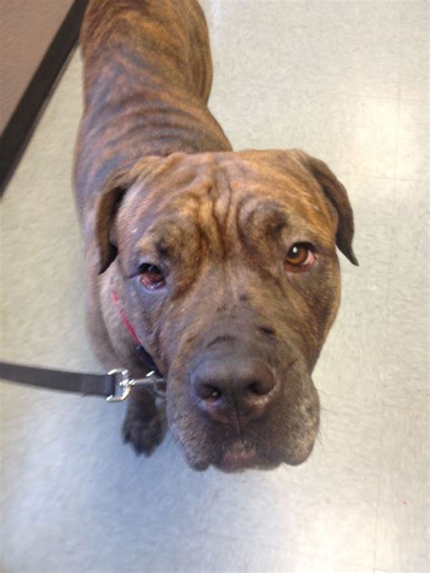 Izzie - cane Corso - adopted! | Cane corso, Cane corso rescue, Adoption