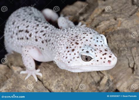 Brown And White Spotted Leopard Gecko Royalty Free Stock Photography - Image: 32050387