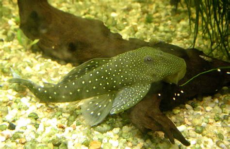 Blue Phantom Pleco (Hemiancistrus sp. L128): Ultimate Care Guide - Fish ...