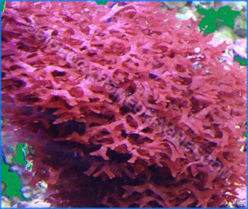 Red Algae – Biology for Everybody