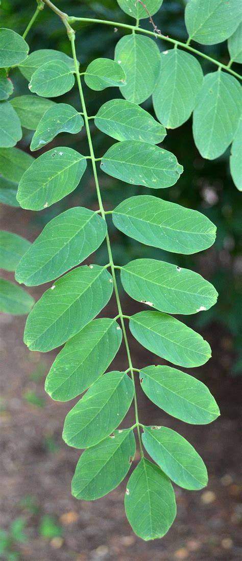 Robinia pseudoacacia – Purdue Arboretum Explorer