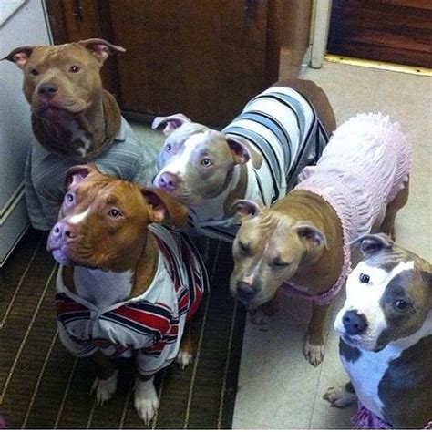 12 Things That Make Pit Bulls Happy