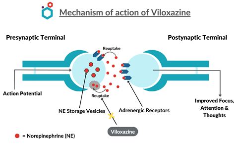 Viloxazine | Mechanism of action, ADHD & other Uses, Side effects