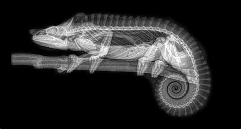 In Photos: Eerie Zoo Animal Skeletons, in X-Rays | Live Science