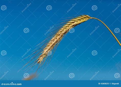 Close-up of ripe wheat stock image. Image of scene, summer - 43808251