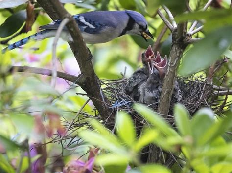 Blue Jay Nesting (Complete Guide) | Birdfact