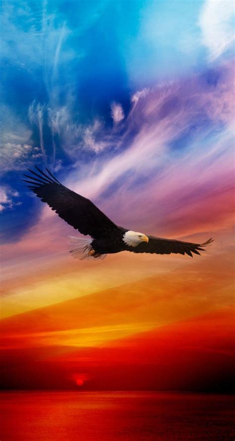 Eagle Sunset Wallpapers - Top Free Eagle Sunset Backgrounds ...