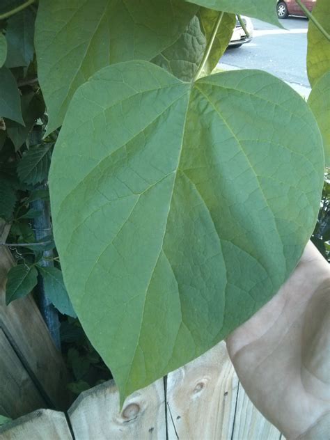 NORTHERN CATALPA - CATALPA SPECIOSA | The UFOR Nursery & Lab