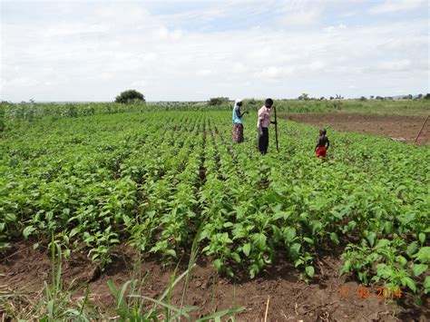 Sesame − Gulu Agricultural Development Corporation − Uganda - 2scale