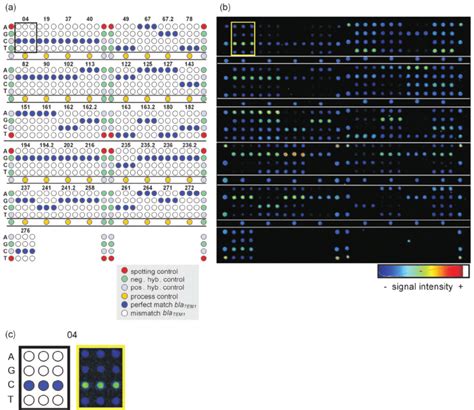 (a) Layout of SNP capture probes on the TEM microarray. All SNP capture... | Download Scientific ...