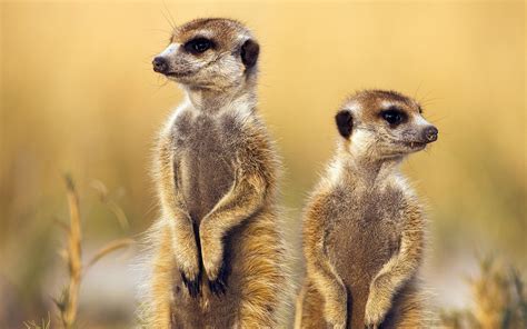 Animals meerkats savage african wild life wallpaper | Meerkat, African wildlife, Animals