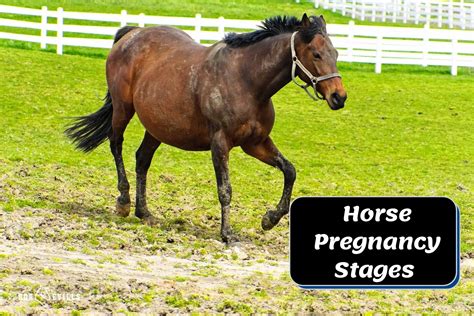 Horse Pregnancy Stages: Symptoms & Proper Care (With Pictures)