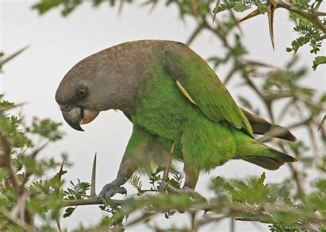 Brown-headed Parrot - BirdForum Opus | BirdForum