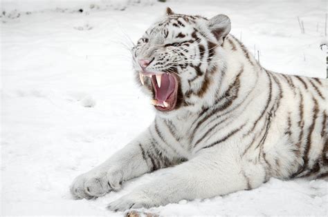 White Siberian Tiger Wallpaper ·① WallpaperTag