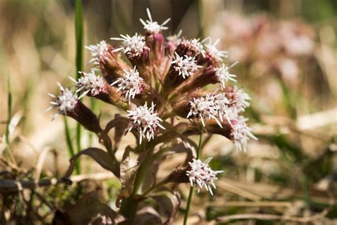 15 Ways to Grow and Care for Butterbur Plants - The Habitat