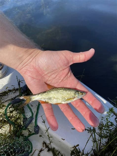 Headwaters Lake Florida - The Complete Fishing Guide • Panfish Nation